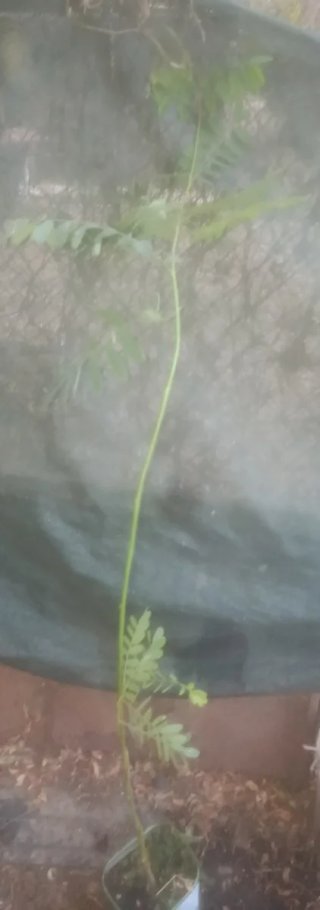 Planta natural