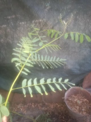 Planta natural