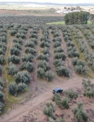 Parcela de olivos (Peñuelas)