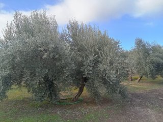 Parcela de olivos (Peñuelas)
