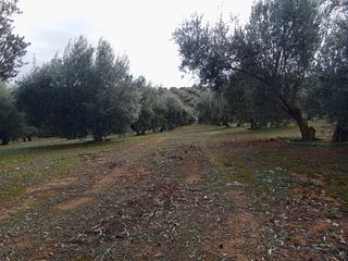 Parcela de olivos (Peñuelas)