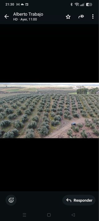 Parcela de olivos (Peñuelas)