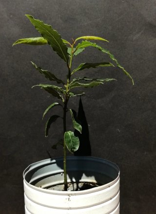 Laurel Laurus nobilis