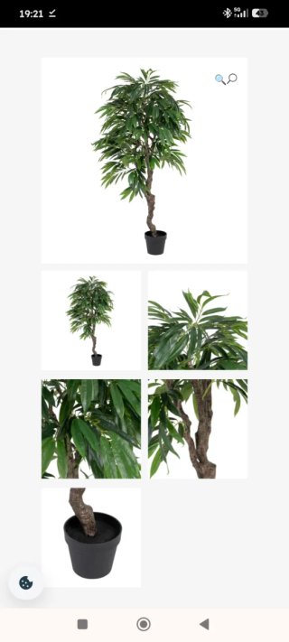 Planta Eucalipto Verde de IXIA a Estrenar Embalada