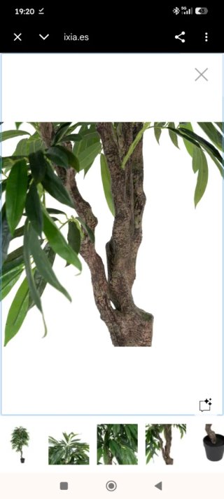Planta Eucalipto Verde de IXIA a Estrenar Embalada