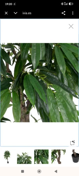 Planta Eucalipto Verde de IXIA a Estrenar Embalada
