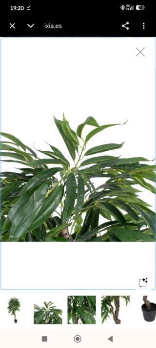 Planta Eucalipto Verde de IXIA a Estrenar Embalada