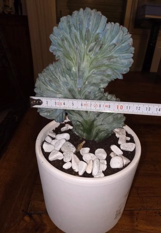Myrtillocactus Geometrizans Cristata