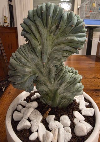 Myrtillocactus Geometrizans Cristata