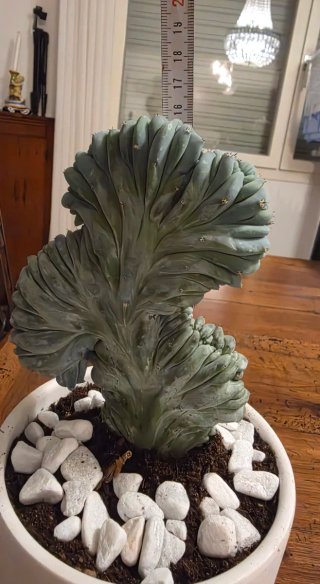 Myrtillocactus Geometrizans Cristata