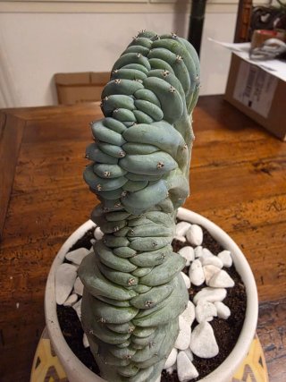 Myrtillocactus Geometrizans Cristata