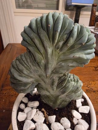 Myrtillocactus Geometrizans Cristata