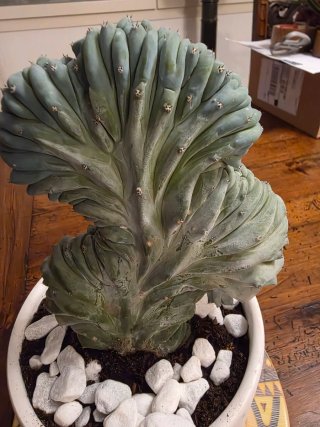 Myrtillocactus Geometrizans Cristata