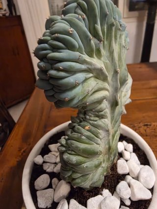 Myrtillocactus Geometrizans Cristata
