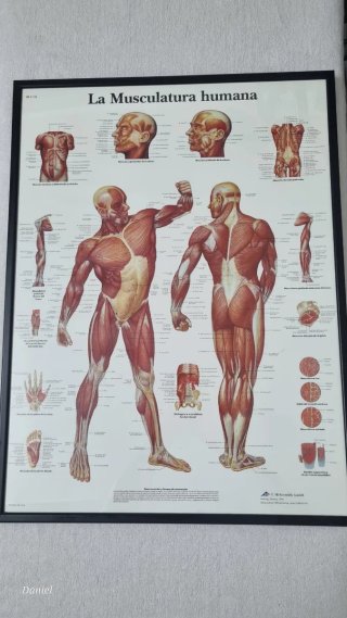 Láminas de anatomía enmarcadas