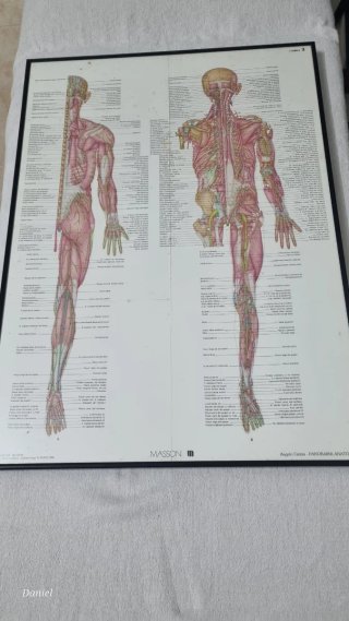 Láminas de anatomía enmarcadas