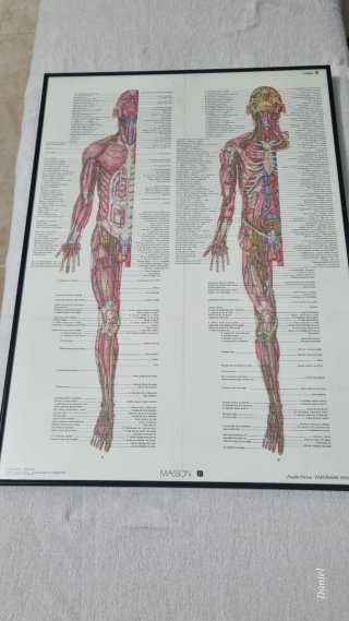 Láminas de anatomía enmarcadas
