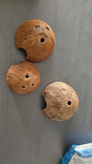 Cueva de coco para Acuario