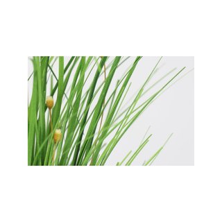 KitchenCraft Living Nostalgia Arbusto hierba