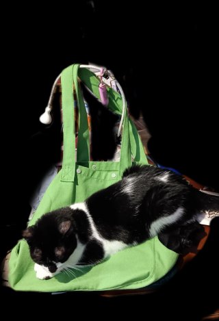 Transportín verde para mascotas