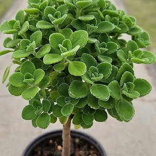 Planta Citronela en Maceta anti Mosquitos