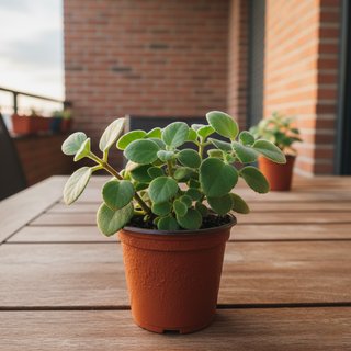 Planta Citronela en Maceta anti Mosquitos
