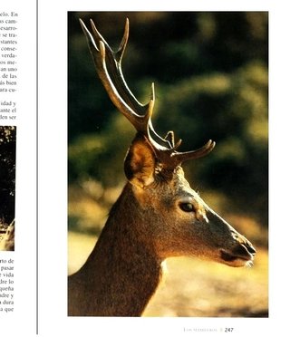CORDOBA. FAUNA DE LA SIERRA SIERRA ALBARRANA.