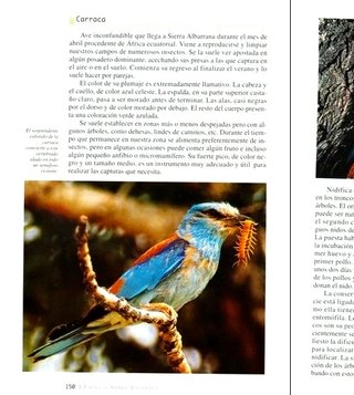 CORDOBA. FAUNA DE LA SIERRA SIERRA ALBARRANA.