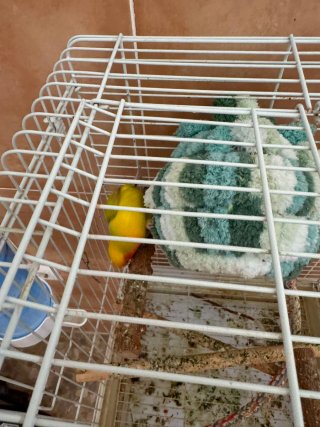 Jaula grande para pájaros con ruedas