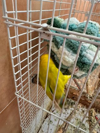 Jaula grande para pájaros con ruedas