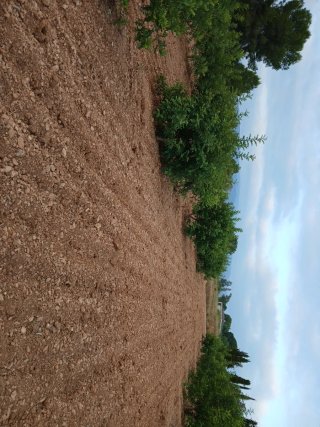 Campo de Algarrobos
