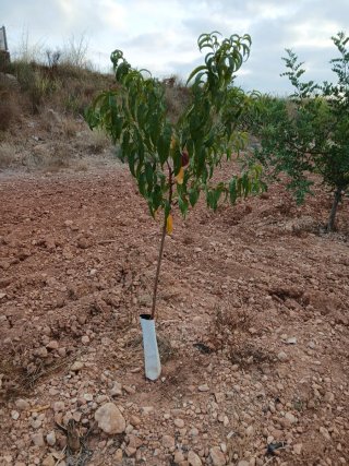 Campo de Algarrobos