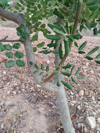 Campo de Algarrobos