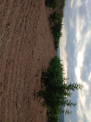 Campo de Algarrobos