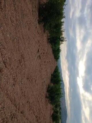 Campo de Algarrobos