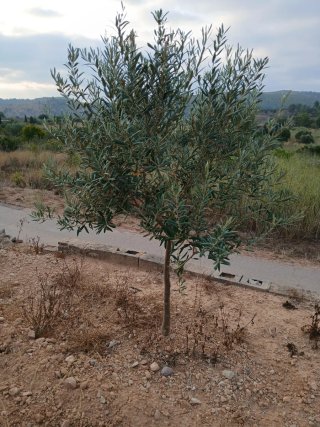 Campo de Algarrobos