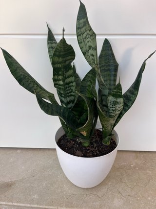 Sansevieria Zeylanica  planta lengua suegra