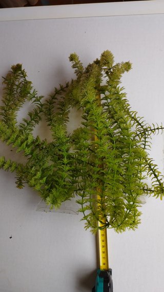 planta acuario artificial pecera adorno plastico