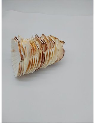 Finoly Conchas de Vieira Natural Grandes Pack 4/8/12/16 Unidades para Cocina Decoración | Conchas de Vieiras Grandes Manualidade