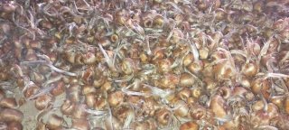 Cebollas de azafrán