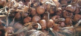 Cebollas de azafrán