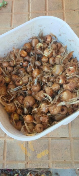 Cebollas de azafrán