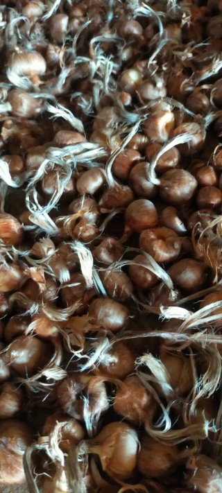 Cebollas de azafrán