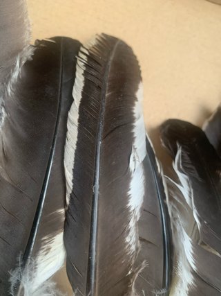 13 Plumas de ave