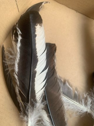 13 Plumas de ave