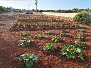 Terreno en venta en Ciutadella en Ciutadella de Menorca