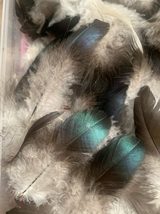 60 plumas decorativas