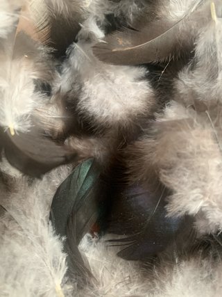 60 plumas decorativas