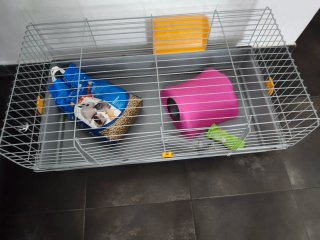Jaula para conejo