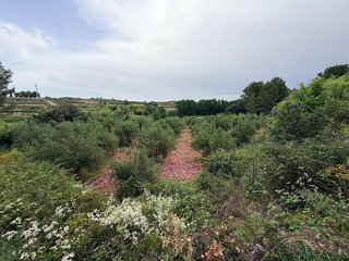 Solar en venta en Albaida